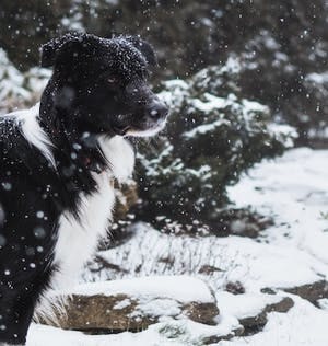 Comment garder son chien au chaud cet hiver