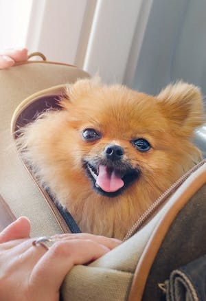 Brief guide to air travel with your companion animal