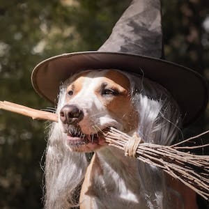 Halloween DIY: Costumes to make your dog proud