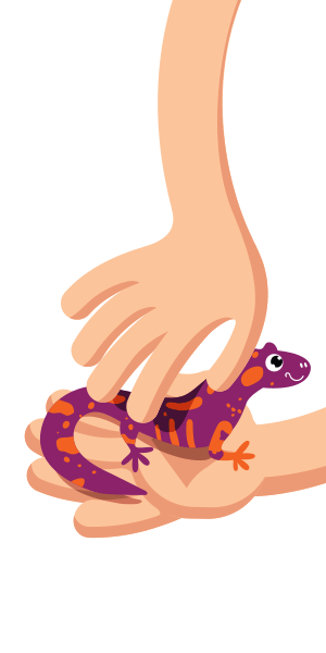 Salamander tales