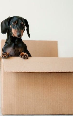 Renting with a pet: Know your rights