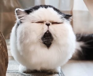 Zuu, the cat with the fluffy cotton-ball face