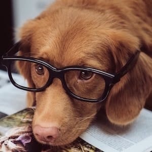 L’intelligence des chiens: 3 faits saillants