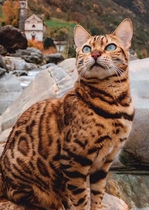 A Bengal cat in nature