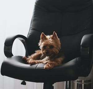 Preparing your pet for your return to the office