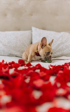 Valentine’s Day is for dogs too!