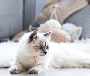 Tips to make your mini apartment a happy home for your cat
