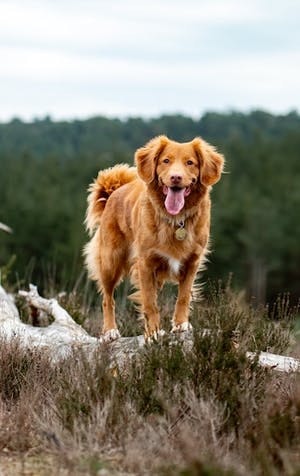 Country walks: watch out for dangers your dog may face