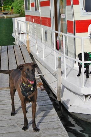 A Houseboating Holiday – with Your Dog as Guest of Honour
