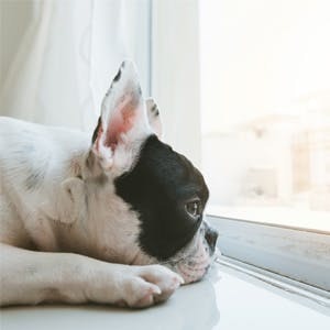Separation anxiety: Tips to help your dog overcome his phobias