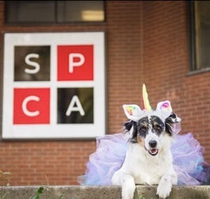 Eager to help? Become an SPCA volunteer!