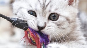 Your cat needs to play with you. Find out why.