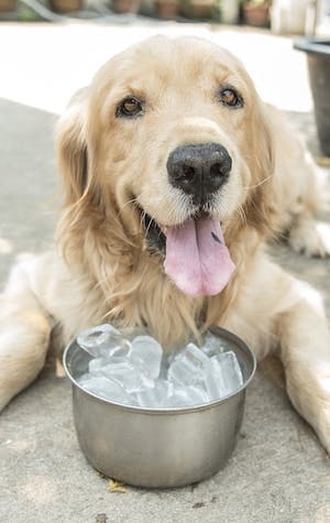 Healthy summer treats for cats and dogs