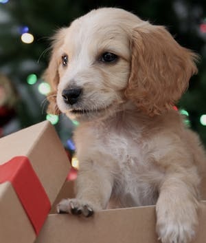 Offrir un animal en cadeau: 
4 conseils à suivre