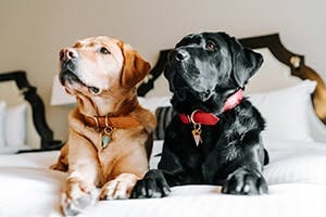 Canine ambassadors
