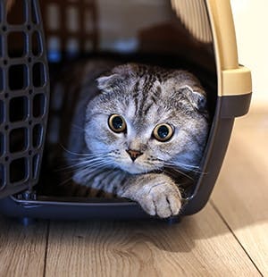 Gérer l'anxiété du chat en cage