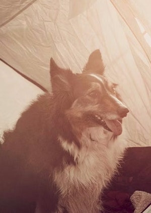 Camping with your pets