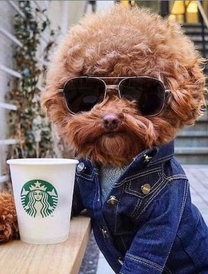Would you like a puppuccino with that?