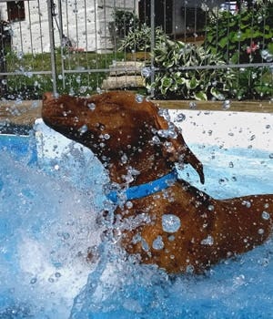 Safety tips for swimming with your dog