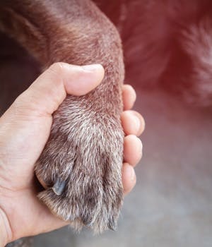 Euthanizing your companion animal: Be present. Or not?