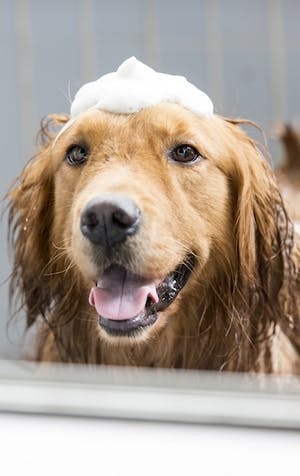 How to wash your dog: Tips and tricks