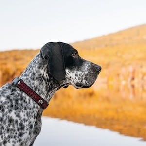 How to take great pictures of active dogs