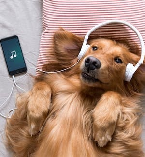 A playlist for your animal!