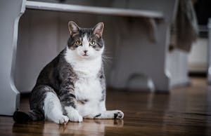 How a cat beat diabetes