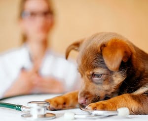 Veterinary services included in Quebec’s listing of priority activities and services