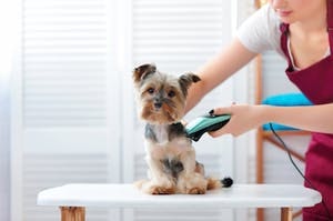COVID-19: Pet groomers given the green light to open
