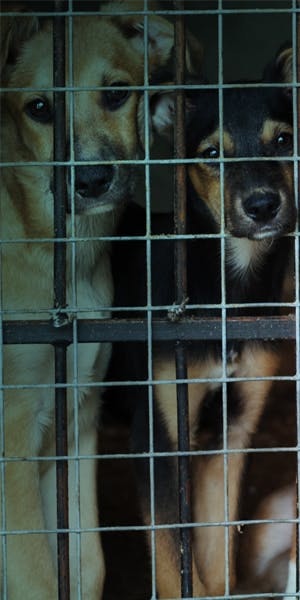 The thorny problem of puppy mills