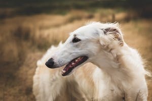 10 races de chiens les plus étonnantes