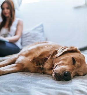 OVC Pet trust: Consider how self-quarantine is affecting your pets, says animal behaviour expert