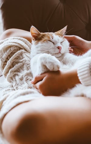 Appel à tous les amoureux des chats : Adopter un animal de compagnie en période de coronavirus