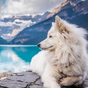Canada’s top 7 most beautiful dog-friendly locations