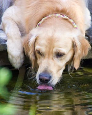 How to prevent leptospirosis