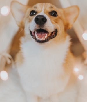 Mon chien sourit-il vraiment?