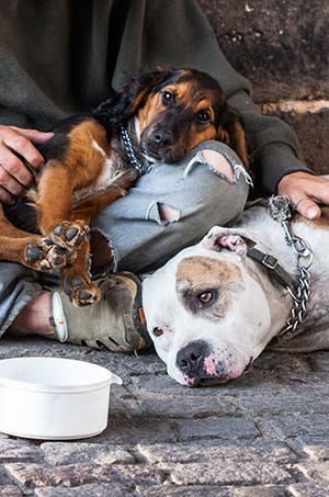Are homeless companion dogs unhappy?