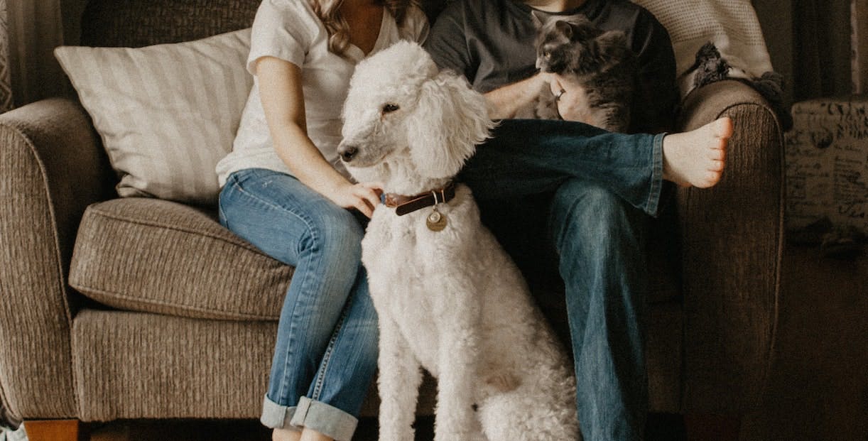 Offrir une demeure temporaire à un animal dans le besoin