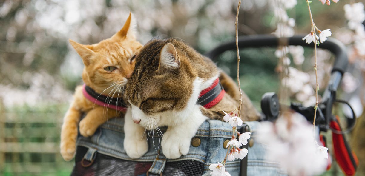 Japan, a cat paradise