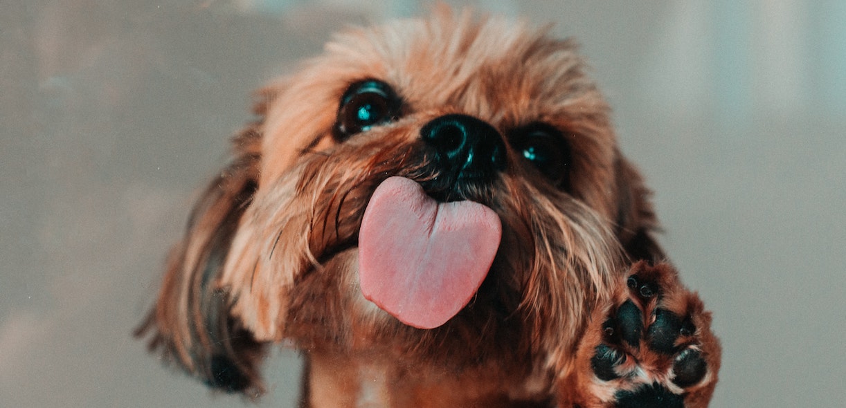 Pet videos on TikTok: we can’t get enough of them!