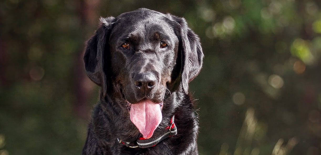 A 3-legged Labrador on a humanitarian mission