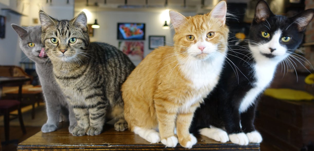 CAT CAFÉ “CHAT L'HEUREUX” IN MONTREAL