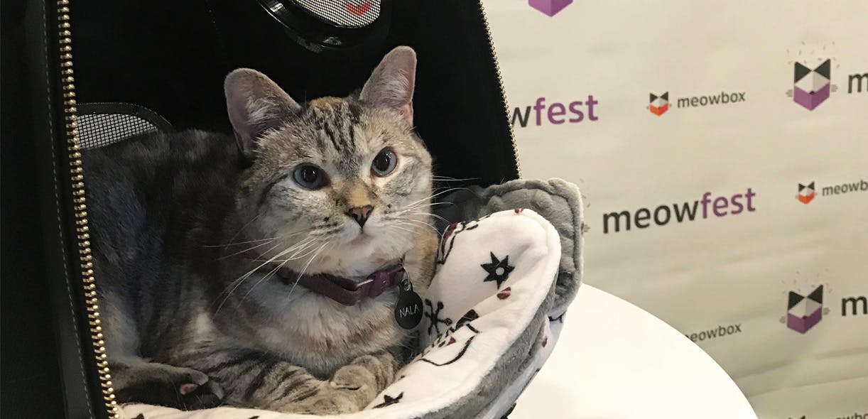 Everything's cat-fabulous at meowfest