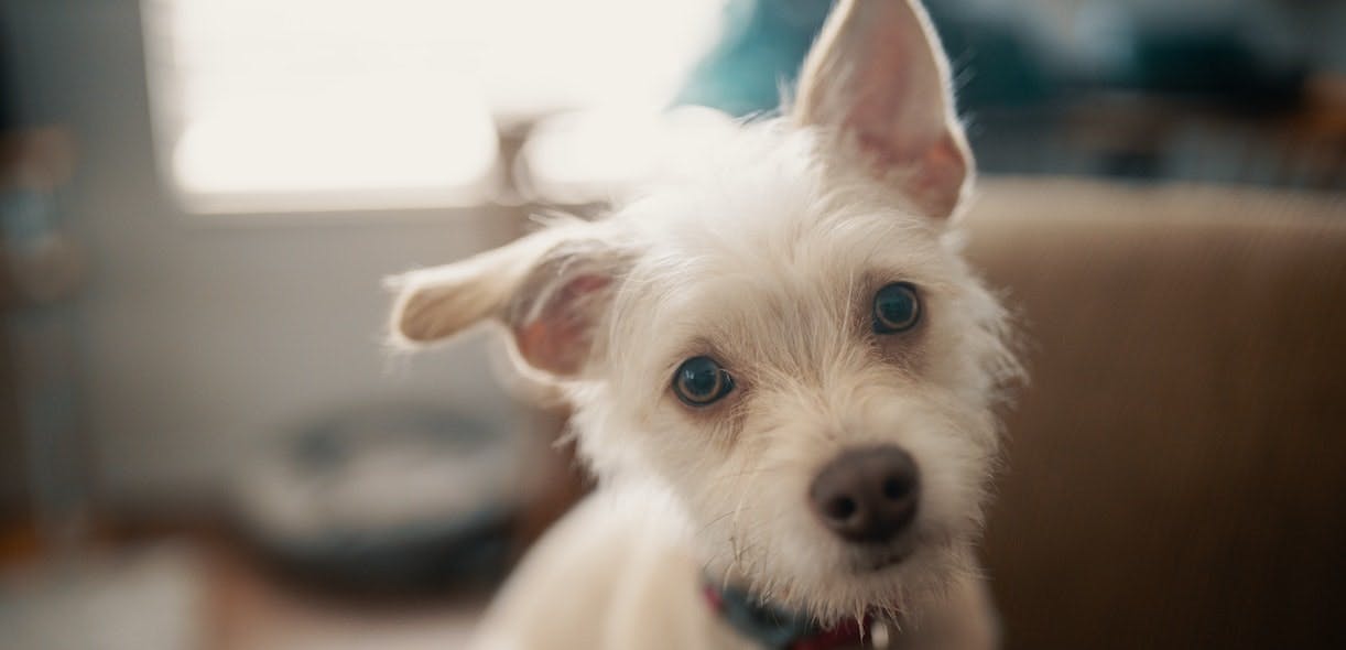 Planifier la sortie de son chien à la garderie