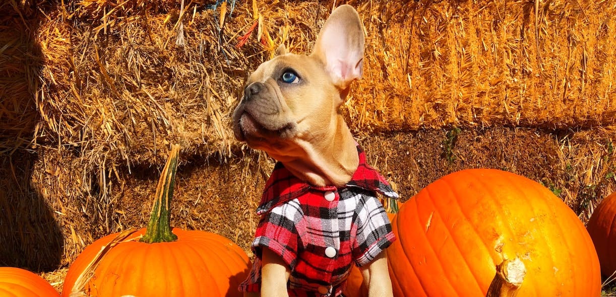 Fall food for Fido!