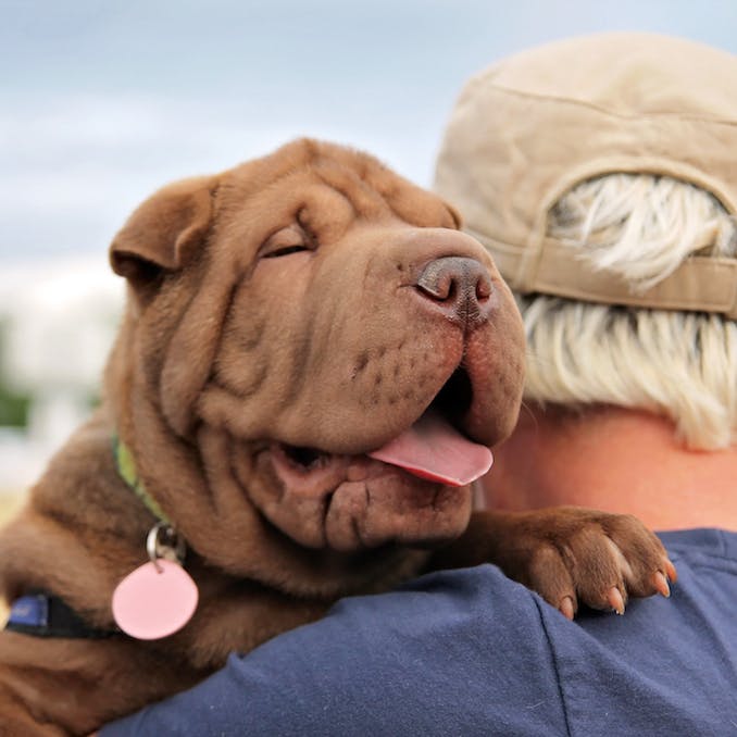 Human-to-dog age comparisons: Stop multiplying by 7!