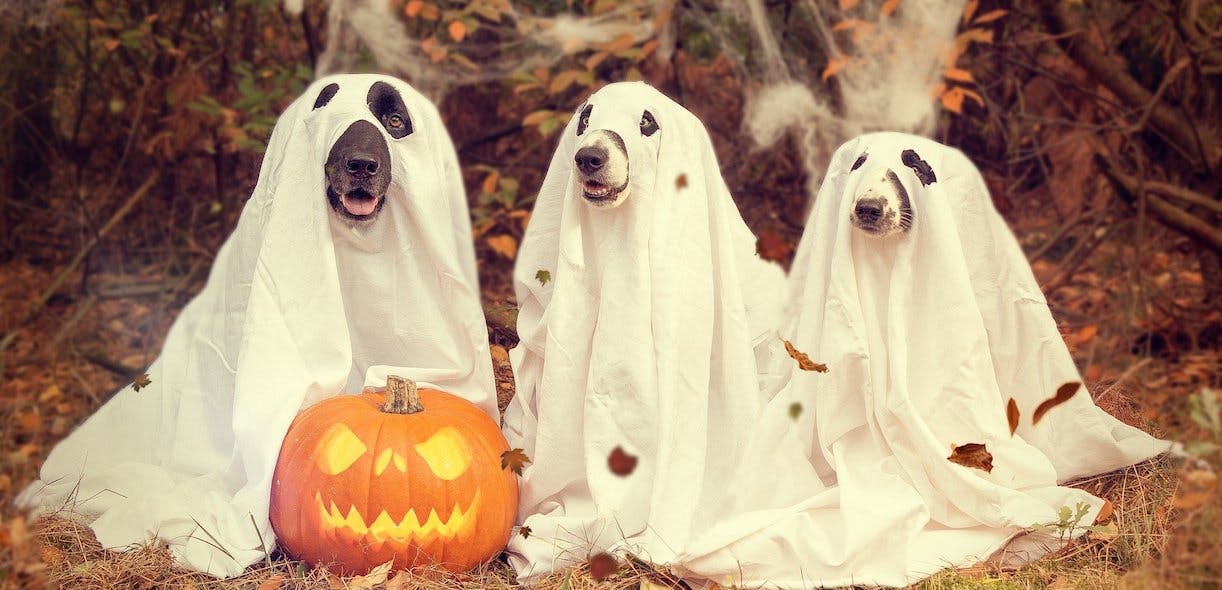 Quatre idées de costumes d’Halloween pour poilus