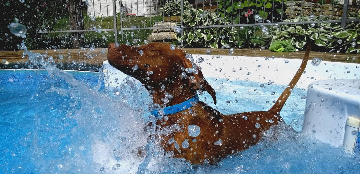 Safety tips for swimming with your dog