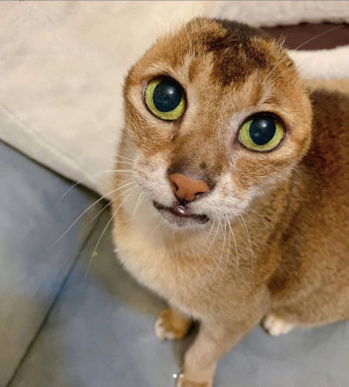 Potato: le pauvre chat qui n’a plus d’oreilles